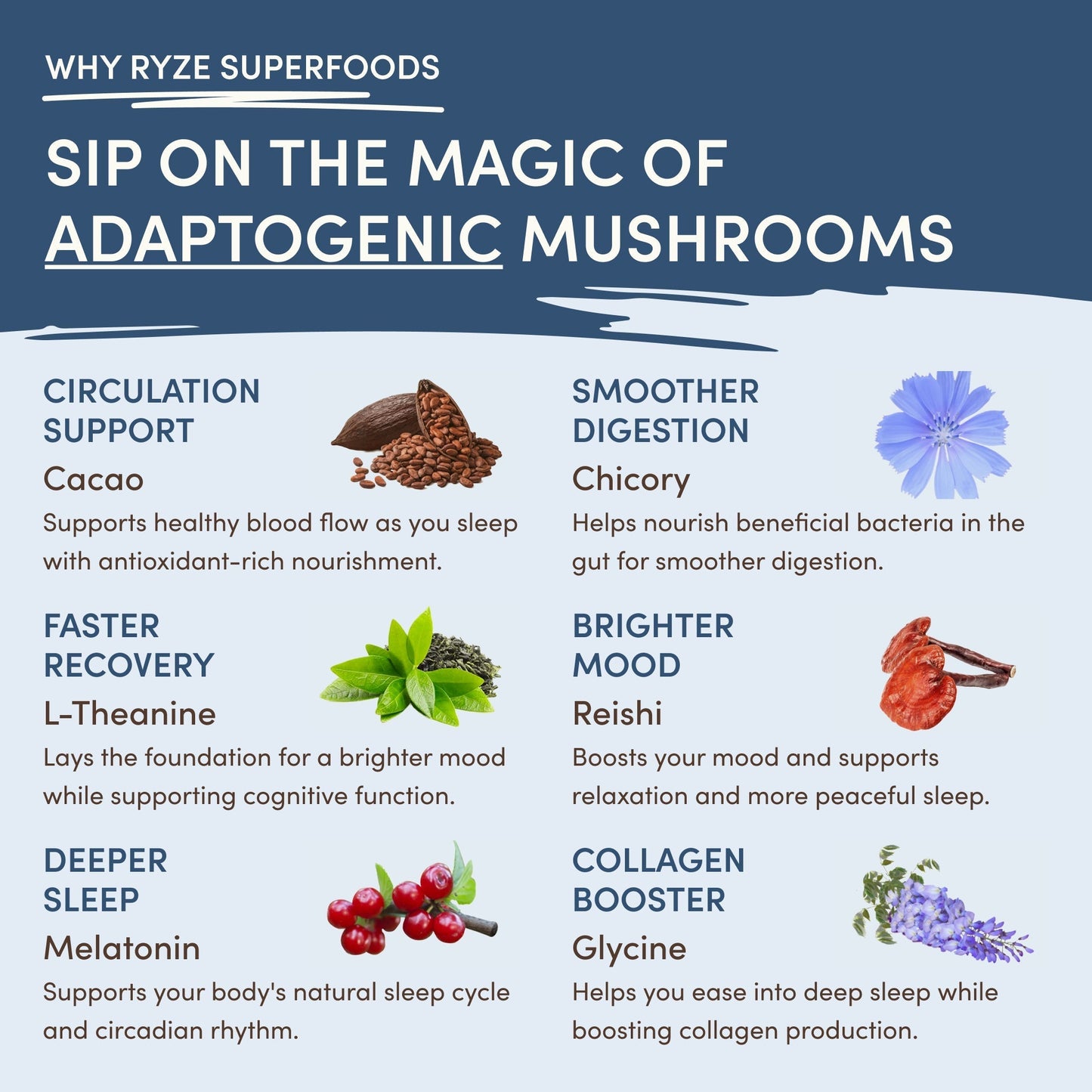 Mushroom Hot Cocoa Daily M6B81