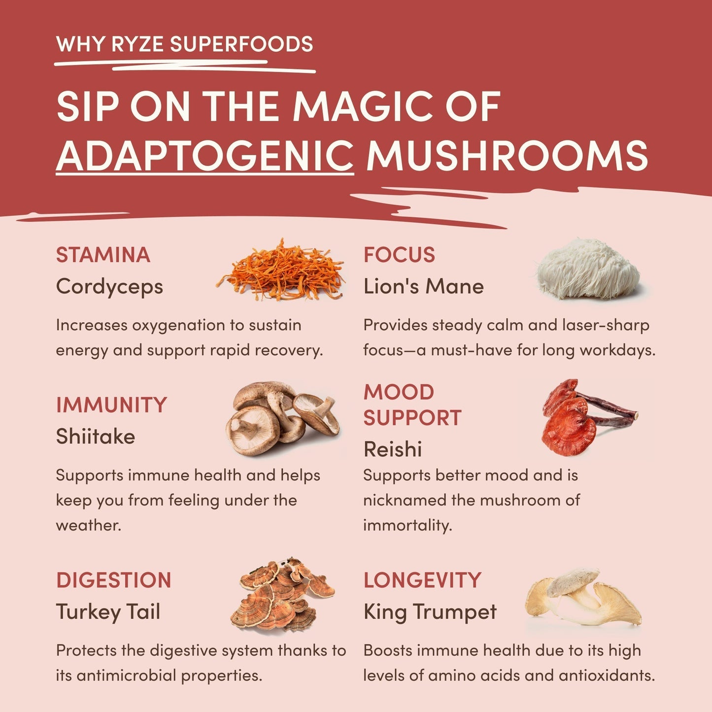 Mushroom Chai Daily M6B79