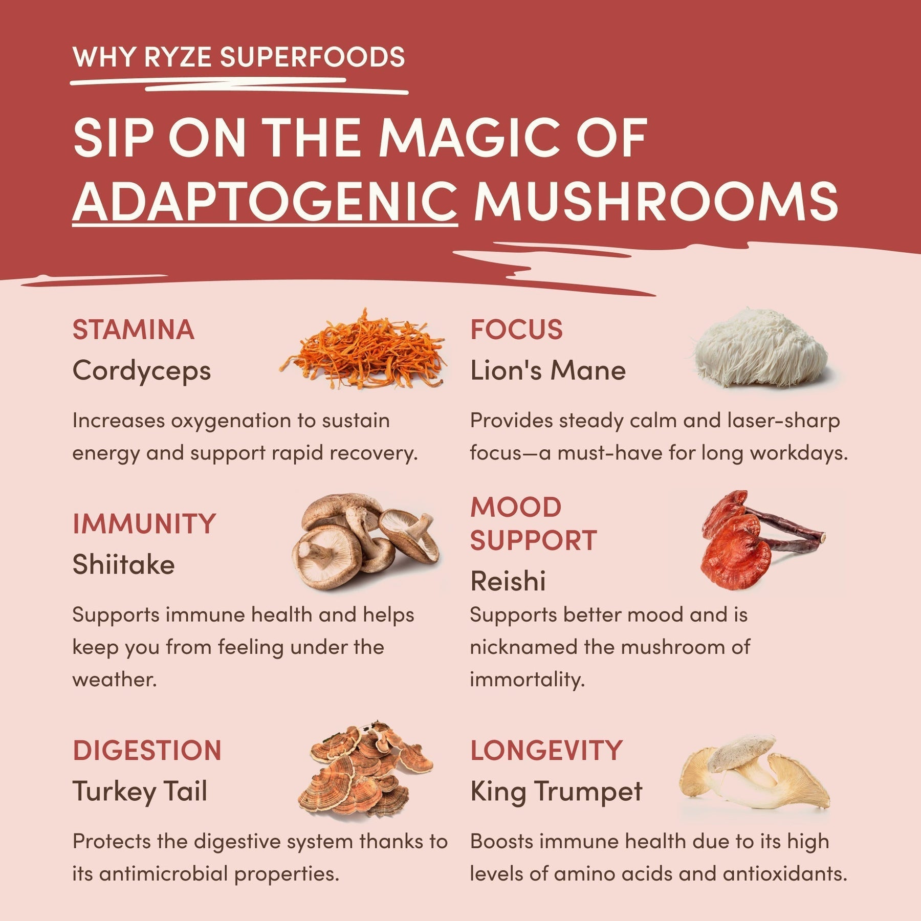 Mushroom Chai Daily M6B79